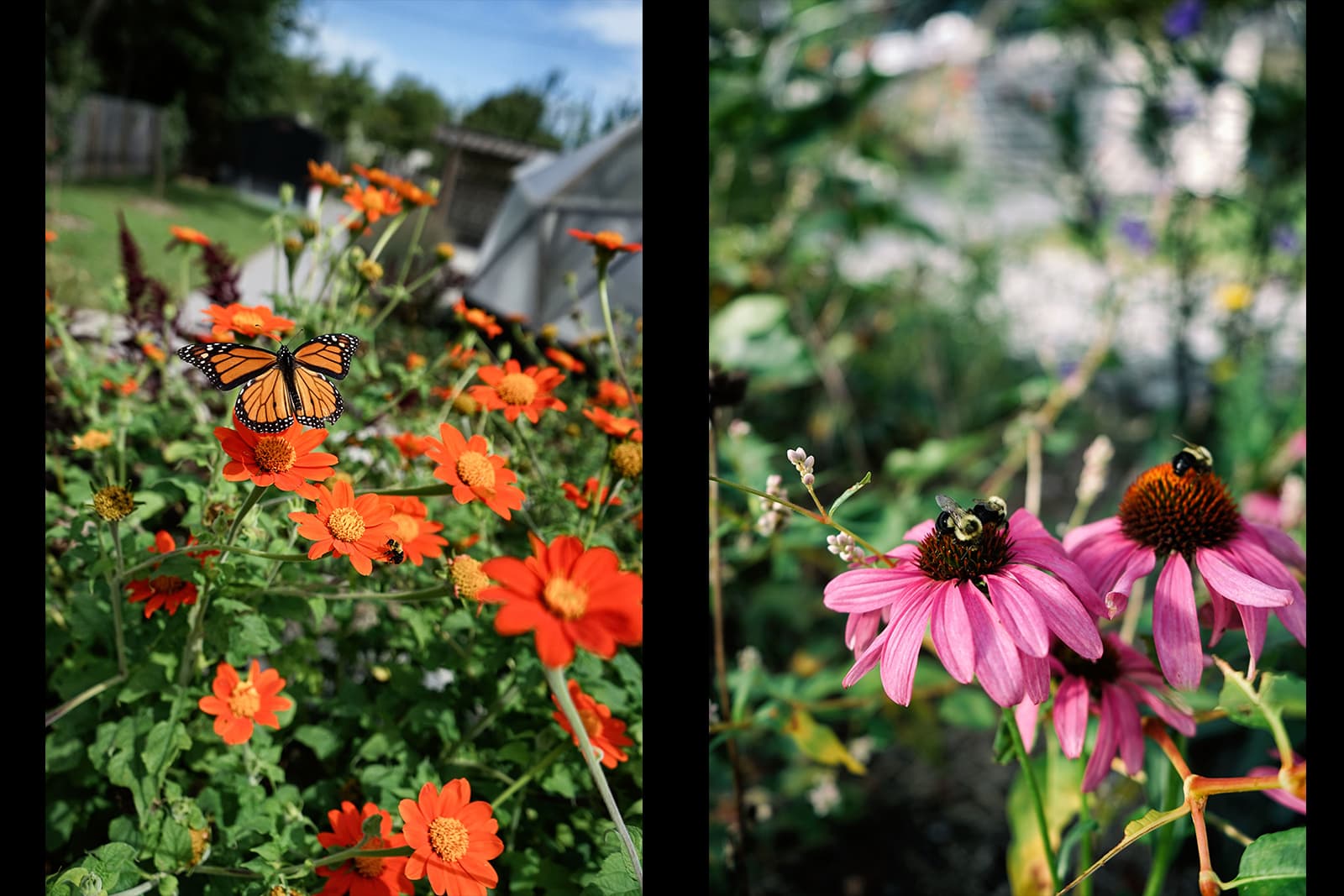 Split image: Left, a monarch butterfly rests on bright orange flowers in a lush garden; right, two bees collect pollen from vibrant purple coneflowers against a blurred garden background.