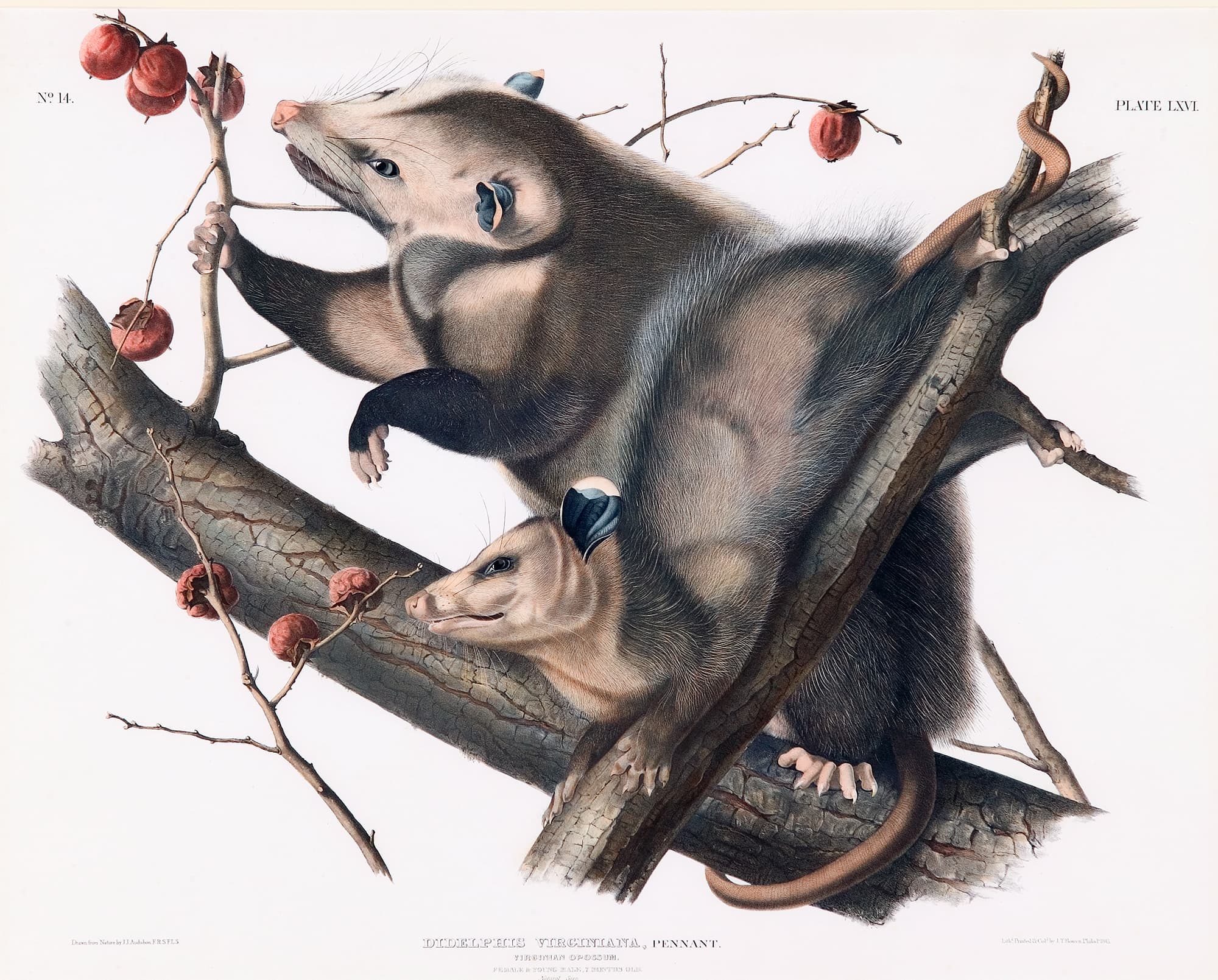 Botanical illustration of two opossums perched in a persimmon tree.
