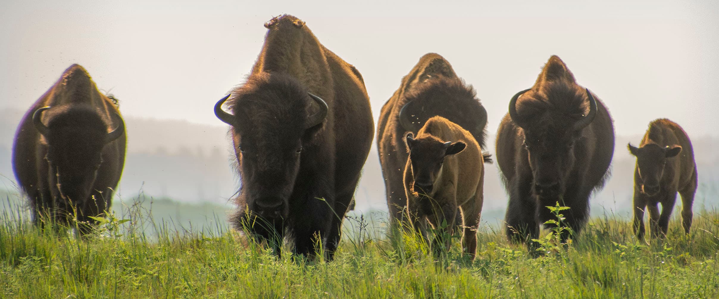 A herd of five bison, including calves, stands in tall green grass, facing the camera under a bright, hazy sky.