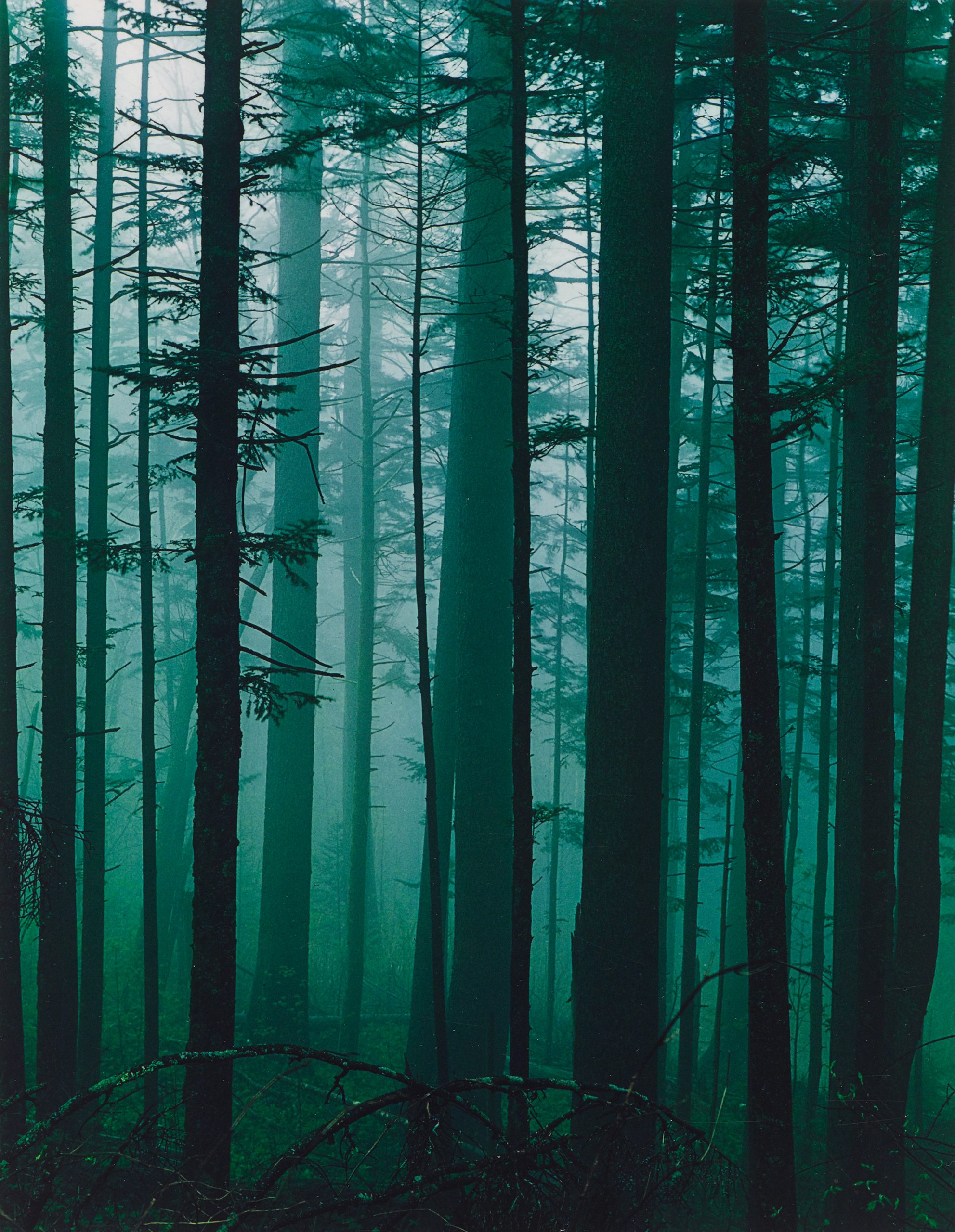 Dense forest with tall, slender trees and thick trunks, shrouded in mist. The greenish fog creates a mysterious atmosphere, with tree branches and foliage silhouetted against the hazy background.